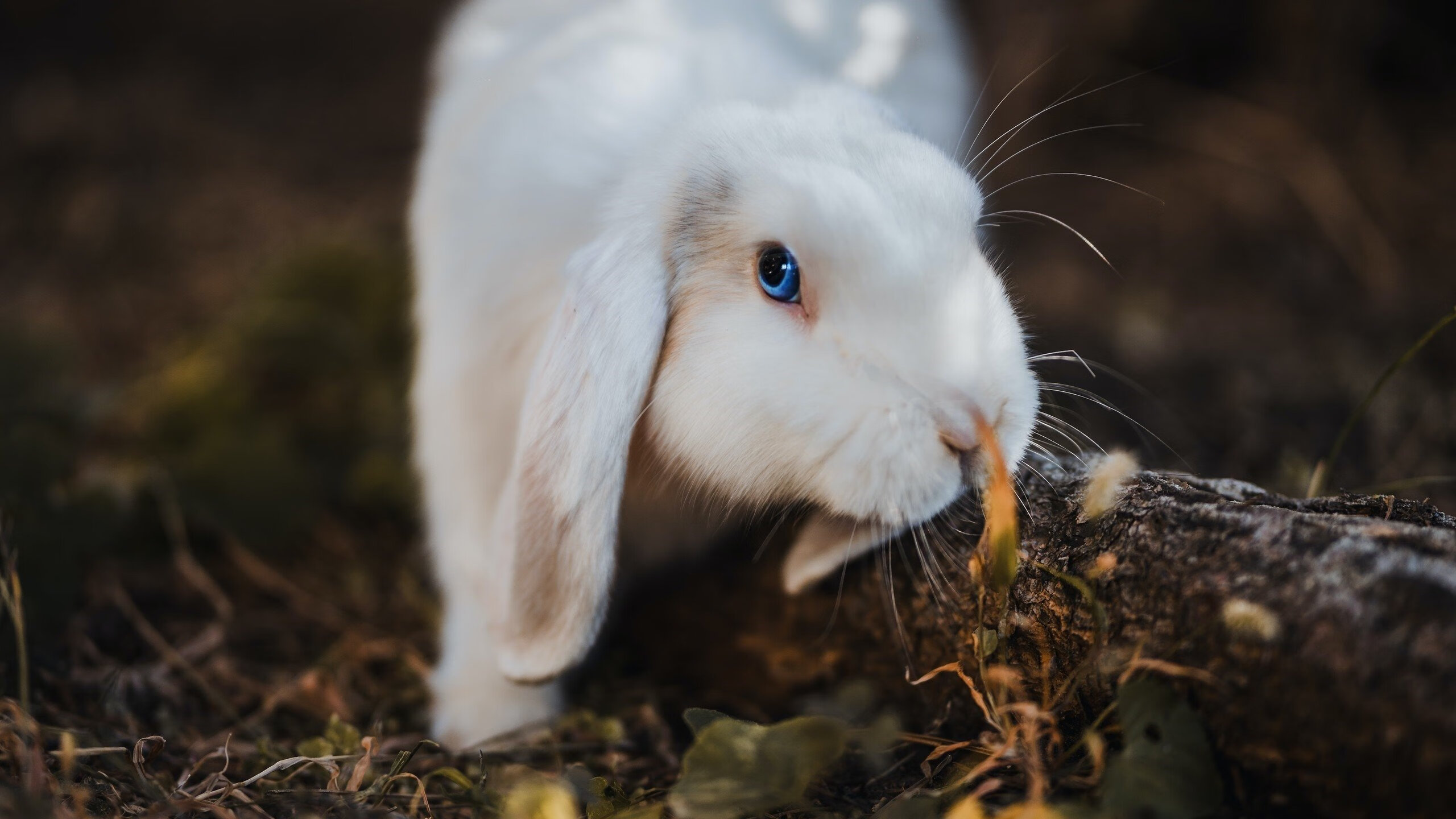 当东方巨龙撞击西方天鹅，一场被剧本写好的对决