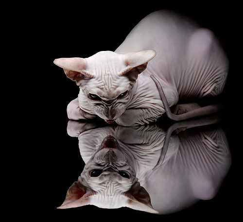 雷火电竞简介-奥斯梅恩，从克罗地亚山巅到米兰圣西罗的独行者